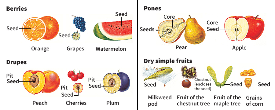 Simple fruits