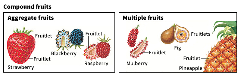 Compound fruits