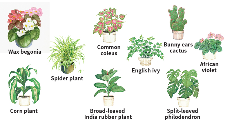 Some popular house plants