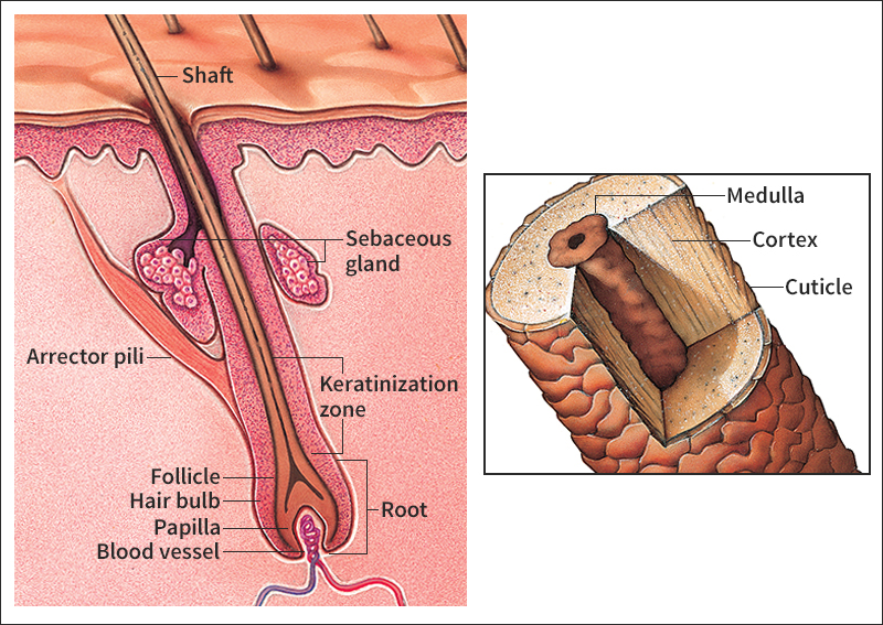 Parts of a human hair