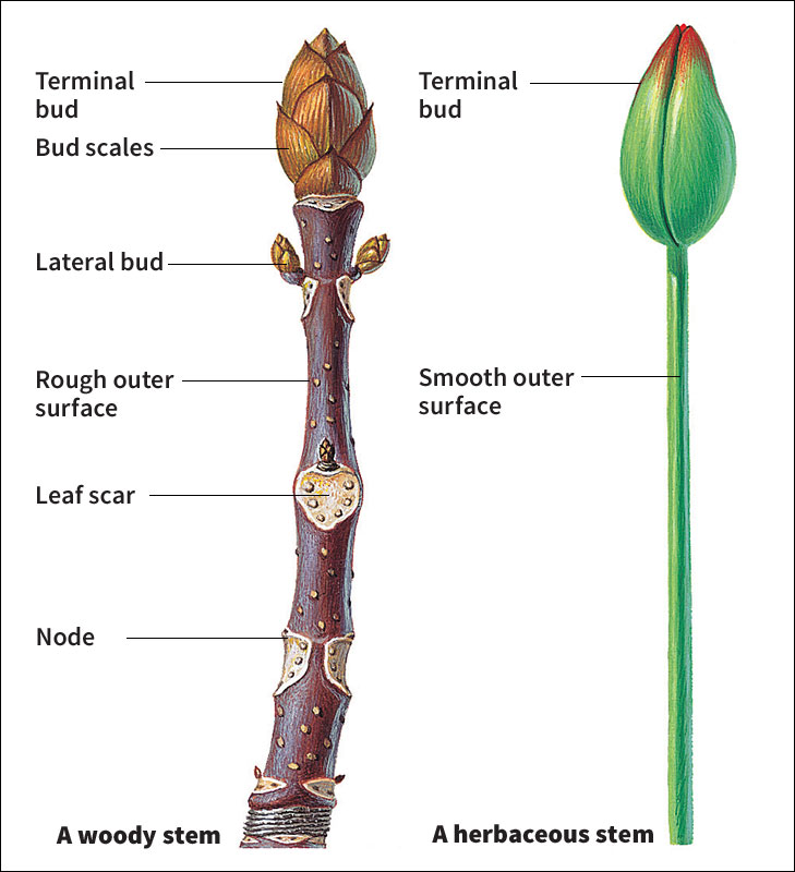 Stems