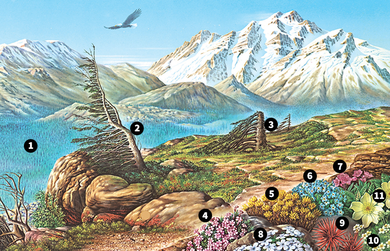 Plants of the high mountain tundra