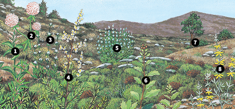 Plants of the chaparral