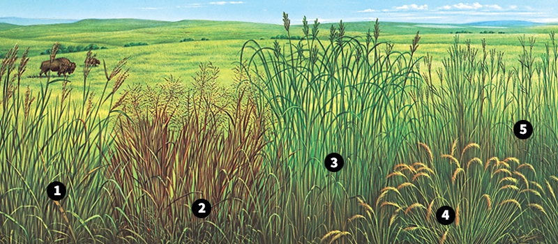 Plants of the grasslands