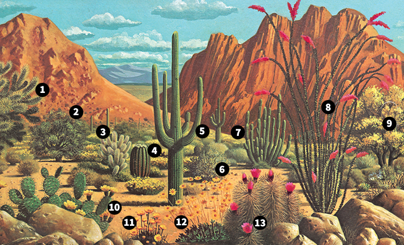 Plants of the desert