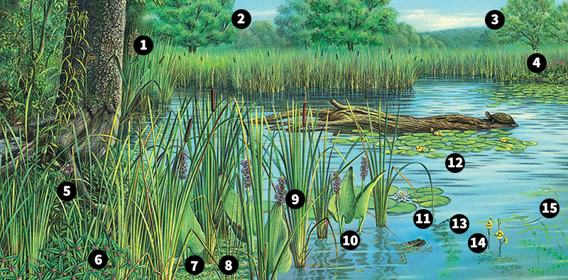 Plants of a freshwater pond