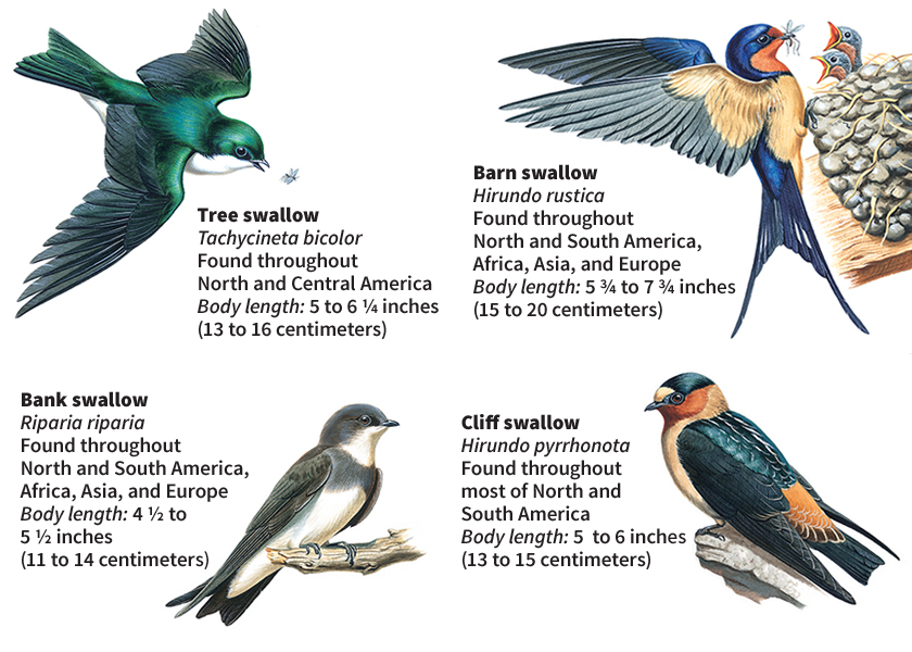 Some kinds of swallows