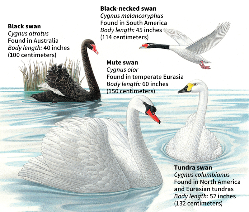 Some kinds of swans