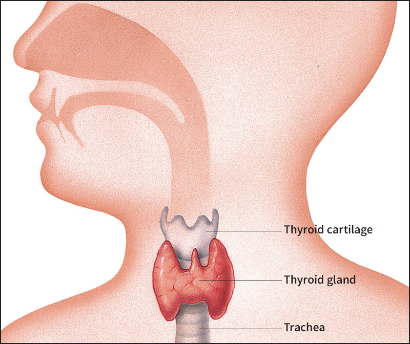 Thyroid gland