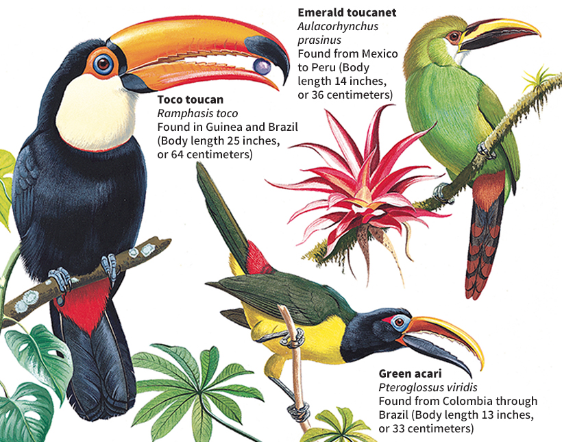 Some kinds of toucans