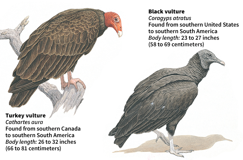 Some kinds of vultures