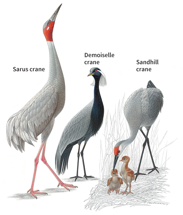 Kinds of cranes