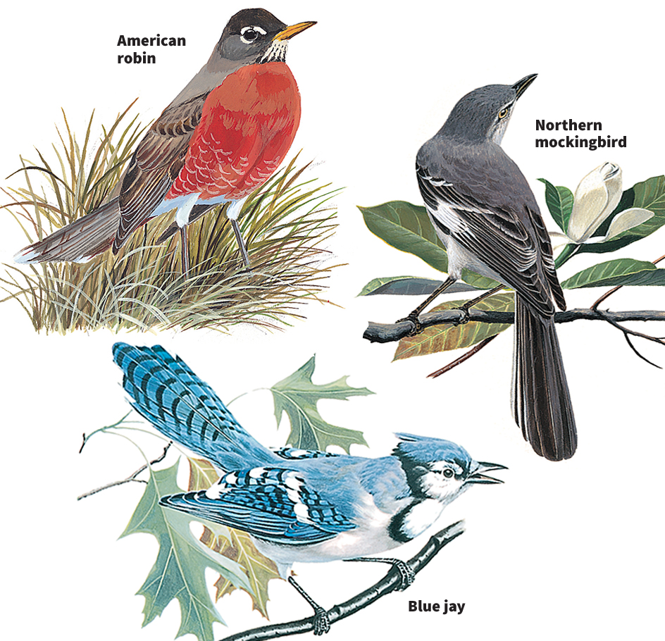 Birds of urban areas