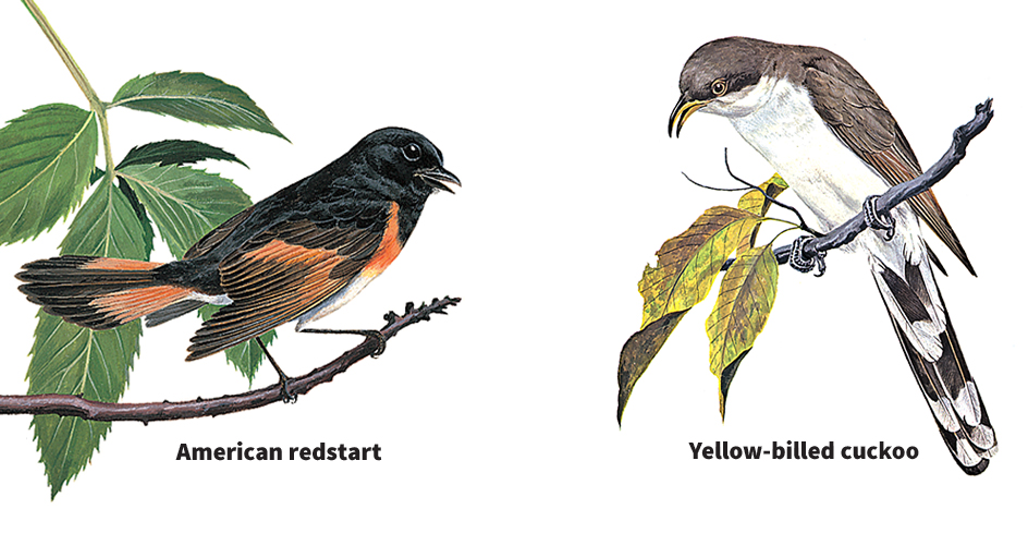 Birds of forests and woodlands