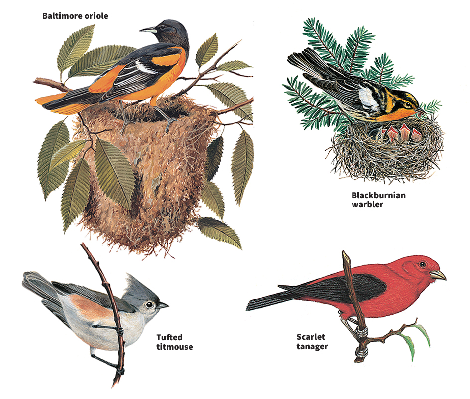 Birds of forests and woodlands