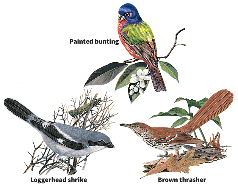 Birds of brushy areas