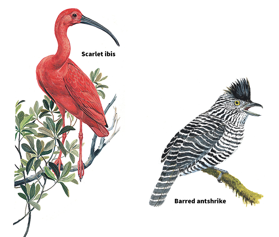 Birds of Central and South America