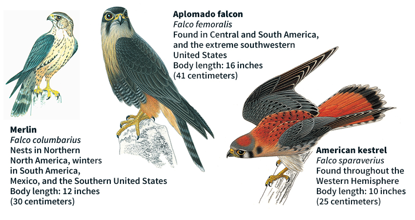 Some kinds of falcons