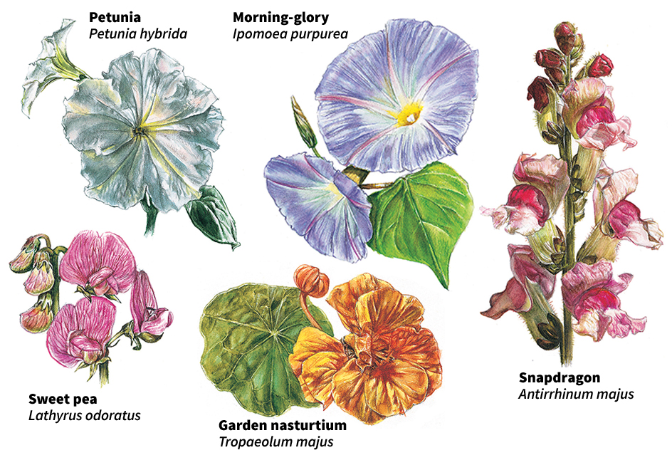 Garden annuals