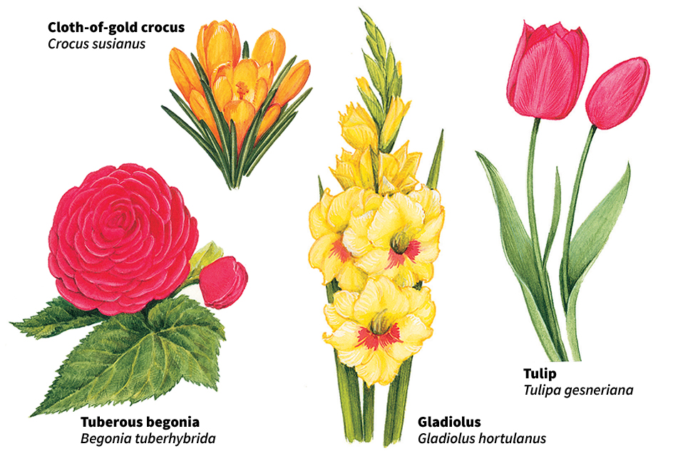 Garden perennials: bulbs