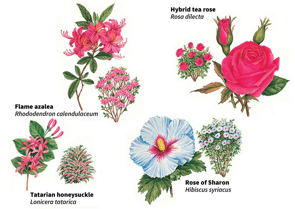 Garden perennials: flowering shrubs