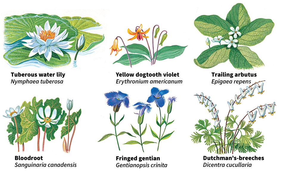 Flowers of the broadleaf forest