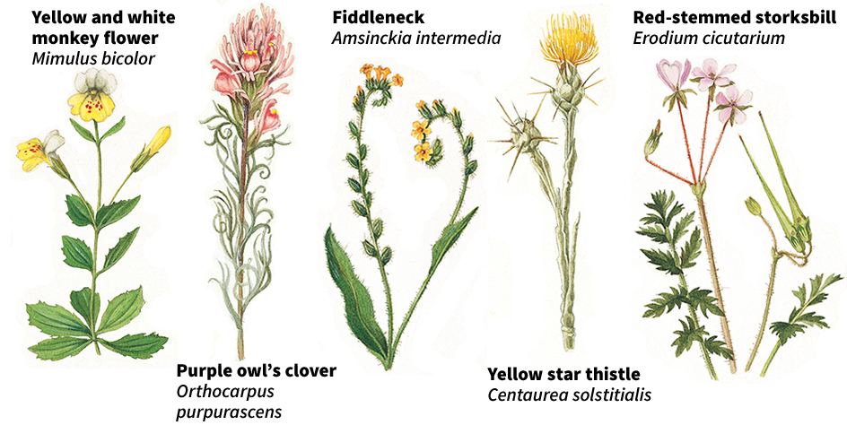 Flowers of summer-dry regions