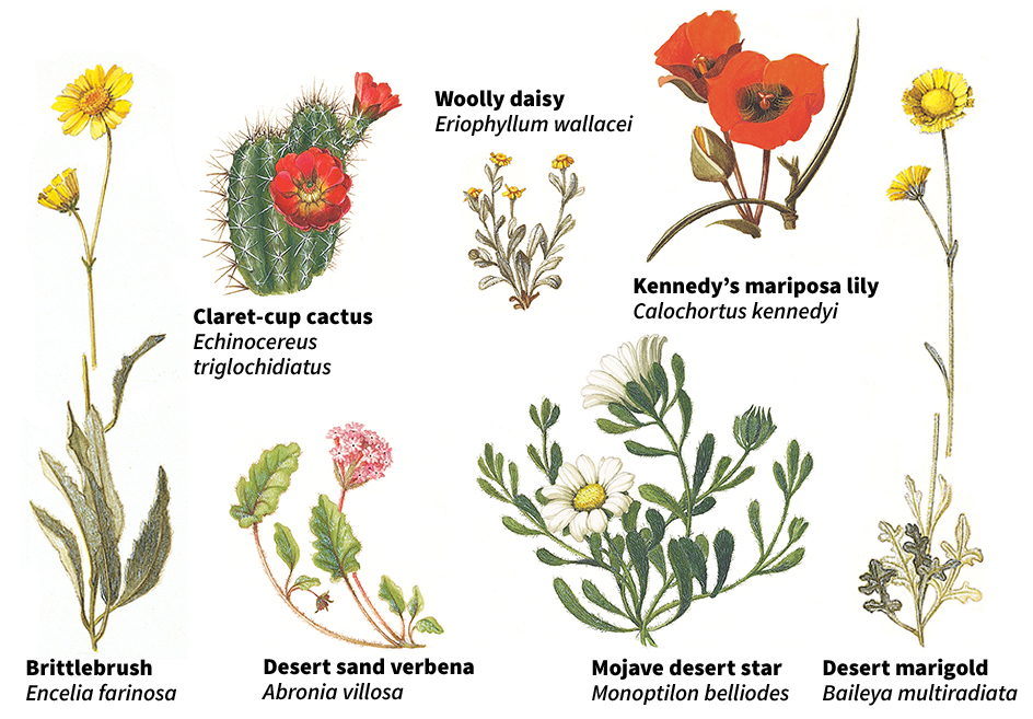 Flowers of the desert