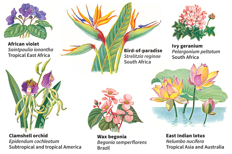 Flowers of the tropics and subtropics