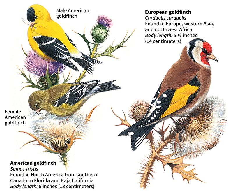 Goldfinches