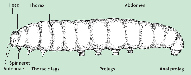 Anatomy of a caterpillar