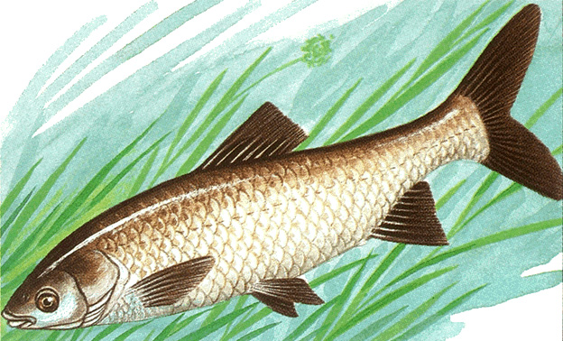 Grass carp