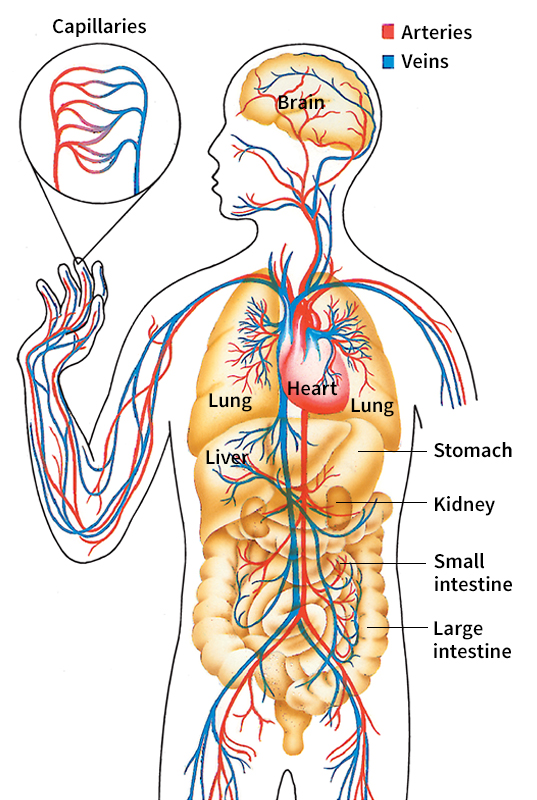 Human circulatory system