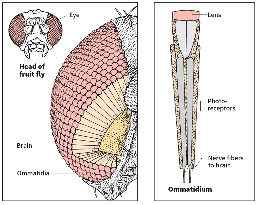 Compound eye of a fruit fly