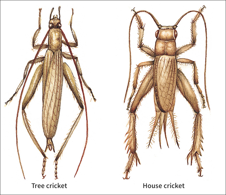 Types of crickets