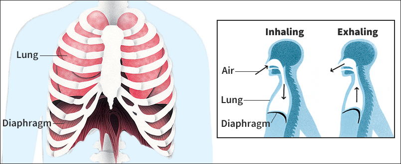 Diaphragm