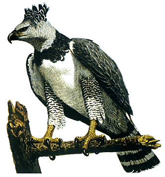 Harpy eagle