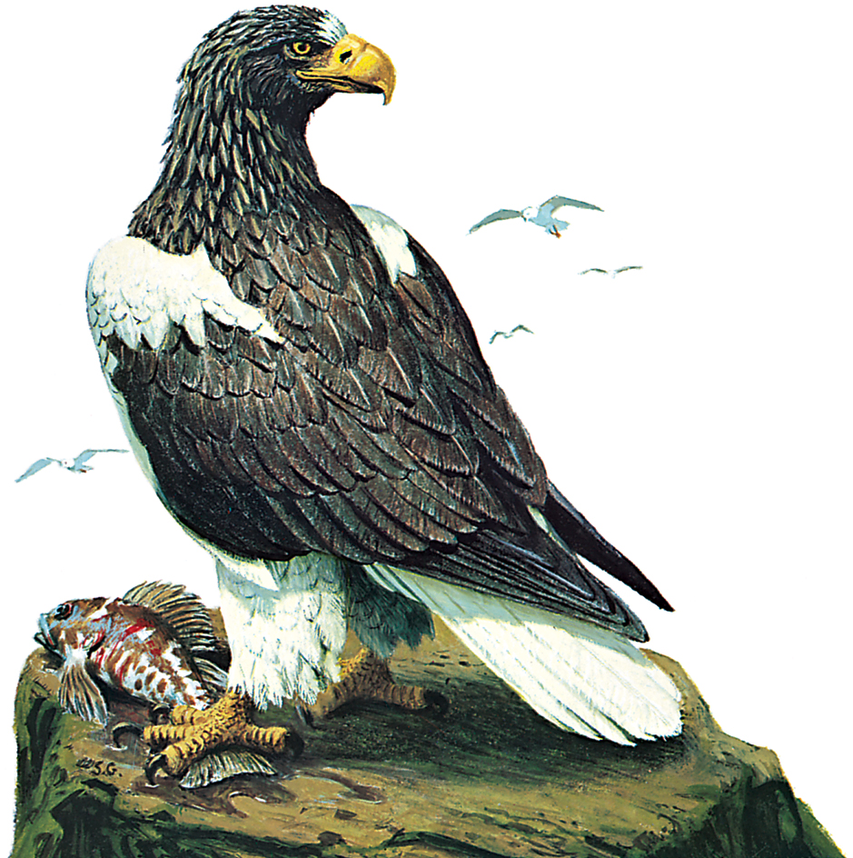 Steller's sea eagle