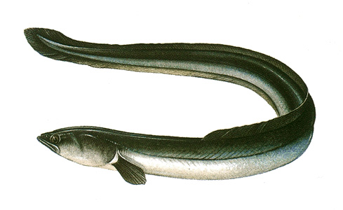 Eel