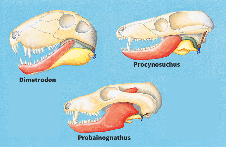 Evolution of mammals from early synapsids