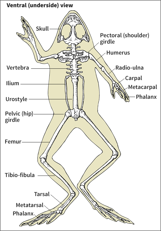 Skeleton of a grass frog