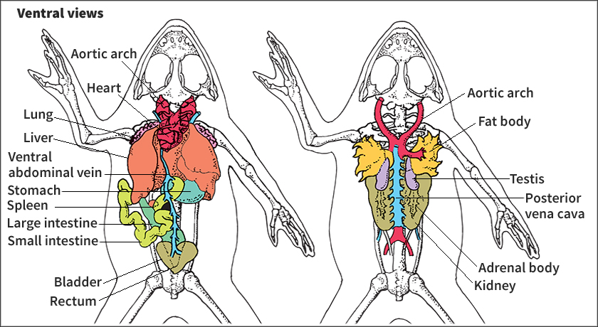 Internal organs of a male grass frog