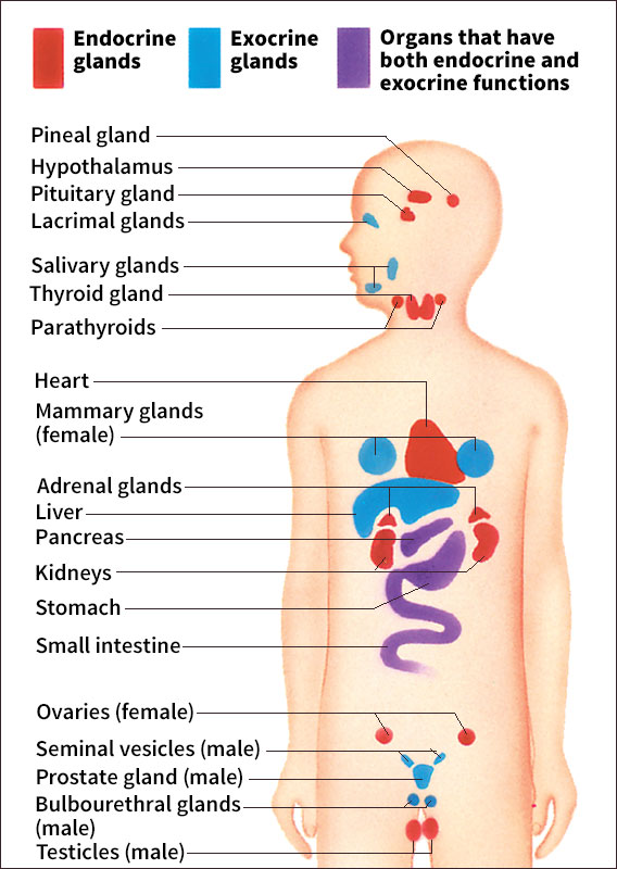 Some major glands of the human body