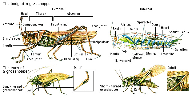 Body of a grasshopper