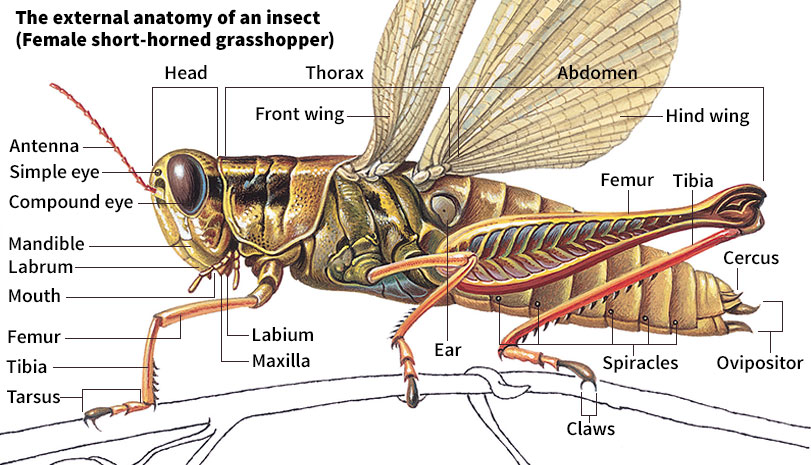 External anatomy of an insect