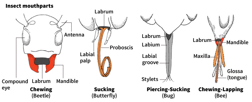 Insect mouthparts