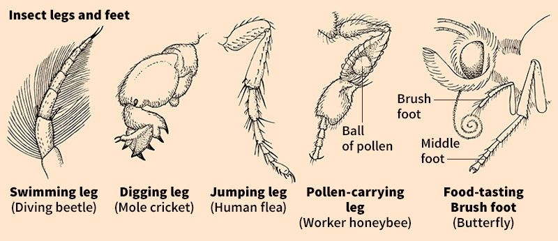 Insect legs and feet