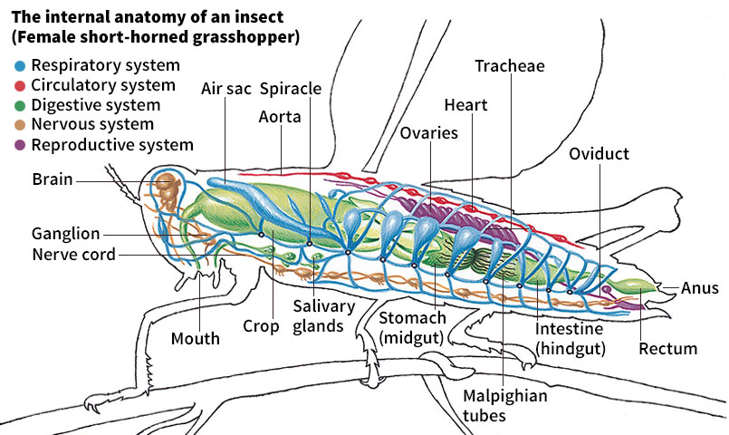 Internal anatomy of an insect