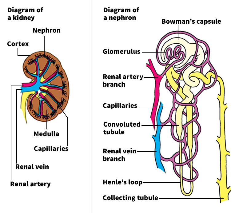 Nephron