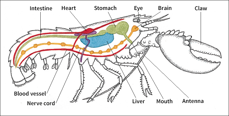 Body of an American lobster